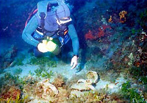 diver in crete