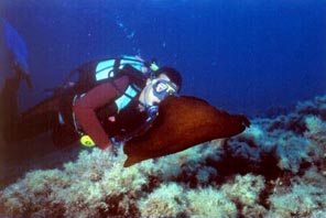 Diver's Club offers a selection of many exciting dives, especially for certified divers participating in the Advanced Open Water Diver Course
